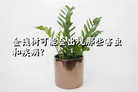 金钱树可能会出现那些害虫和疾病？