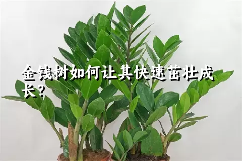 金钱树如何让其快速茁壮成长？