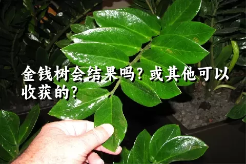 金钱树会结果吗？或其他可以收获的？