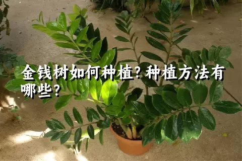 金钱树如何种植？种植方法有哪些？