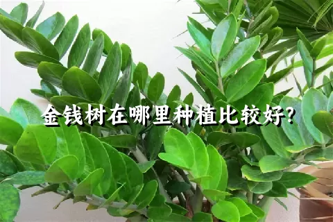 金钱树在哪里种植比较好？