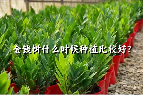 金钱树什么时候种植比较好？