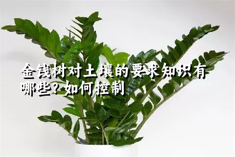 金钱树对土壤的要求知识有哪些？如何控制