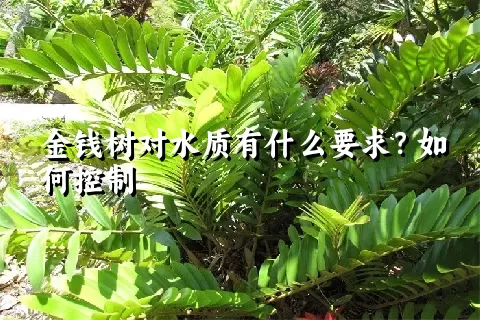 金钱树对水质有什么要求？如何控制