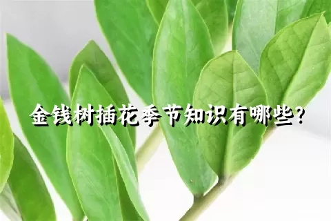 金钱树插花季节知识有哪些？