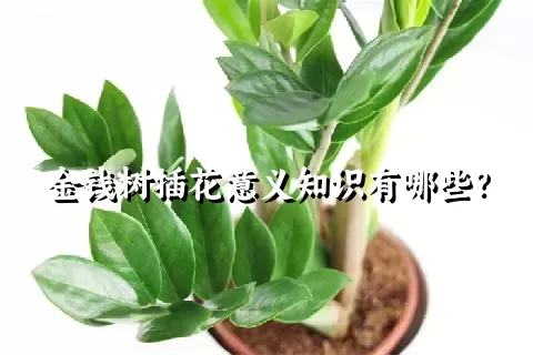 金钱树插花意义知识有哪些？