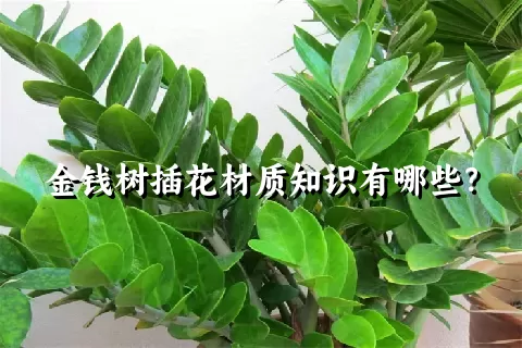 金钱树插花材质知识有哪些？