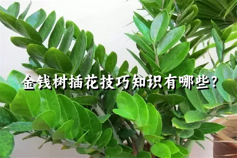 金钱树插花技巧知识有哪些？