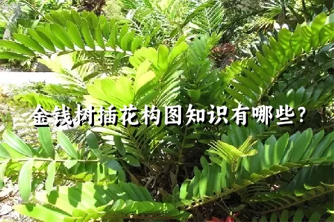 金钱树插花构图知识有哪些？