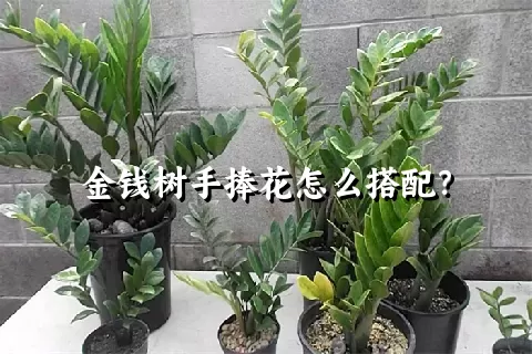 金钱树手捧花怎么搭配？