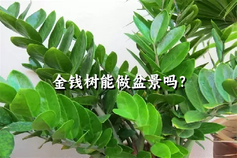 金钱树能做盆景吗？