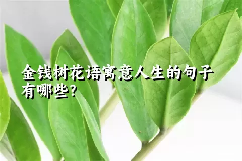 金钱树花语寓意人生的句子有哪些？