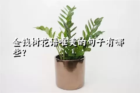 金钱树花语唯美的句子有哪些？