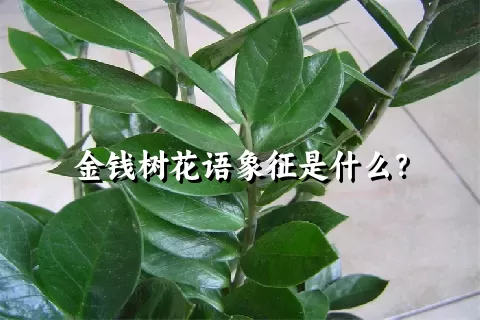 金钱树花语象征是什么？