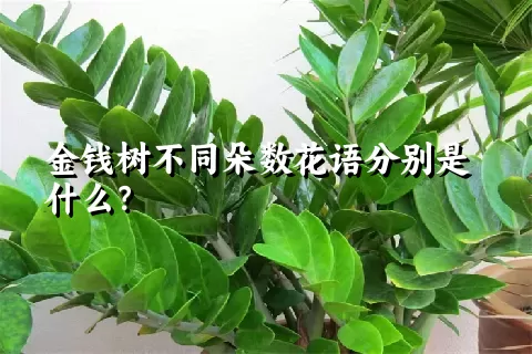 金钱树不同朵数花语分别是什么？