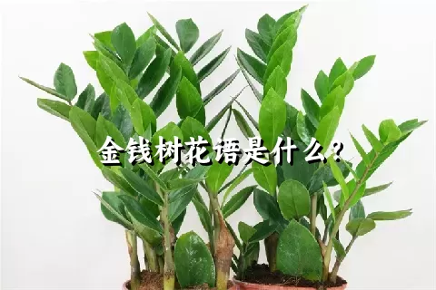 金钱树花语是什么？