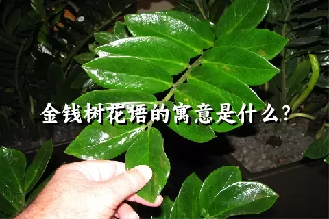 金钱树花语的寓意是什么？