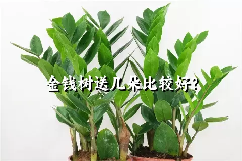 金钱树送几朵比较好？