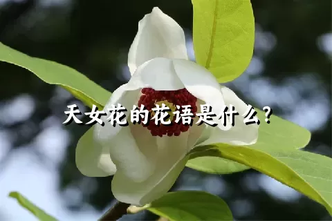 天女花的花语是什么？