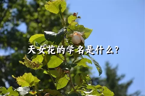 天女花的学名是什么？