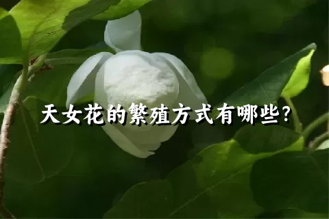 天女花的繁殖方式有哪些？