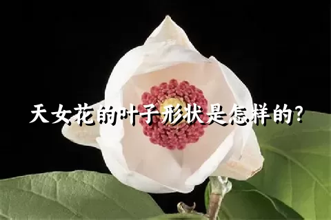 天女花的叶子形状是怎样的？