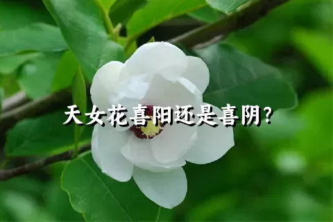 天女花喜阳还是喜阴？