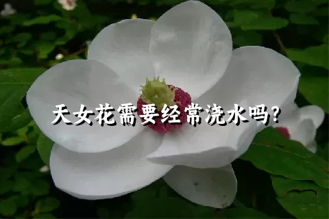 天女花需要经常浇水吗？