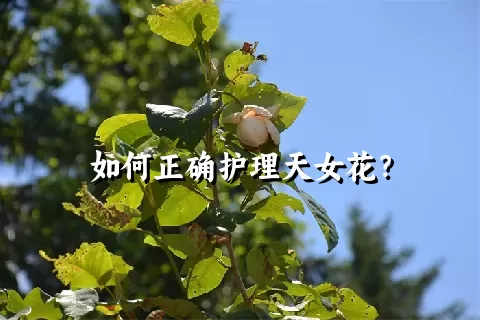 如何正确护理天女花？