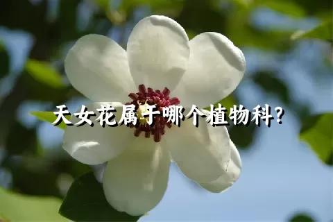 天女花属于哪个植物科？