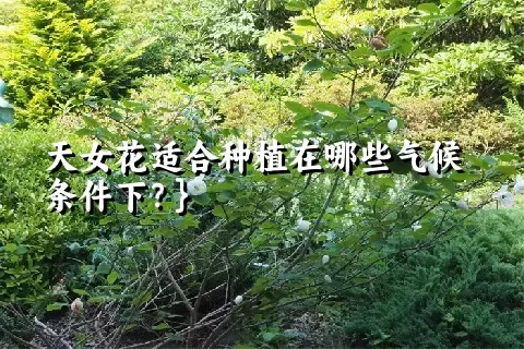 天女花适合种植在哪些气候条件下？