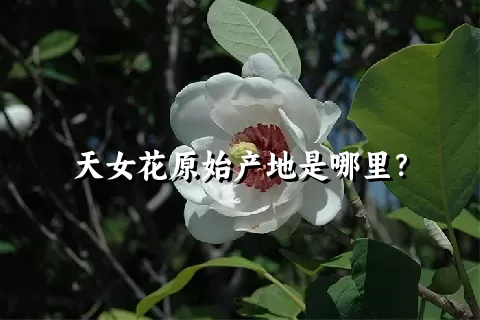 天女花原始产地是哪里？