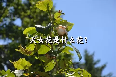 天女花是什么花？