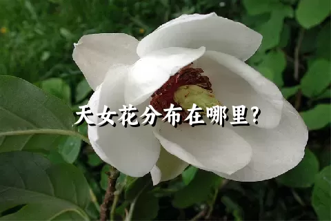 天女花分布在哪里?