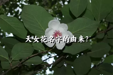 天女花名字的由来？