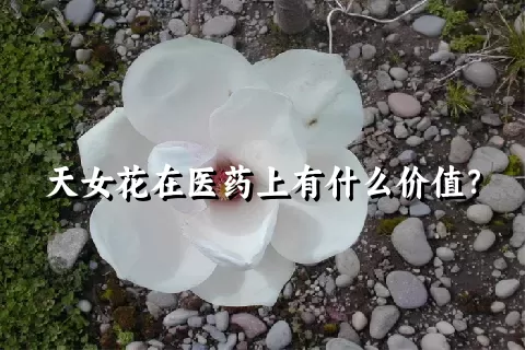 天女花在医药上有什么价值？