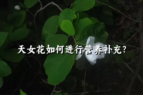 天女花如何进行营养补充？