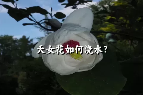 天女花如何浇水？