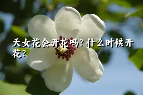 天女花会开花吗？什么时候开花？