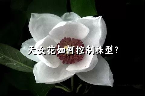 天女花如何控制株型？