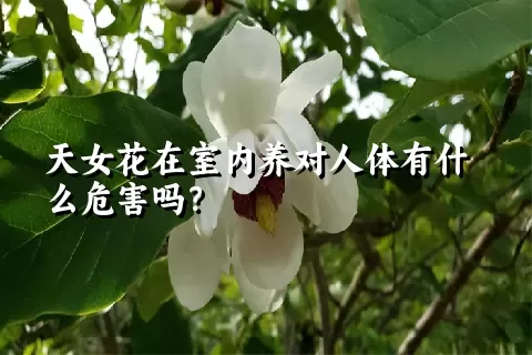 天女花在室内养对人体有什么危害吗？