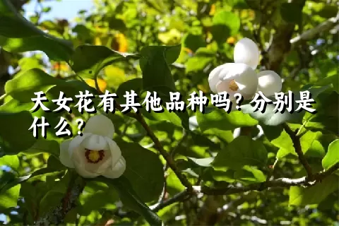 天女花有其他品种吗？分别是什么？