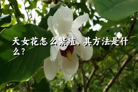 天女花怎么繁殖，其方法是什么？