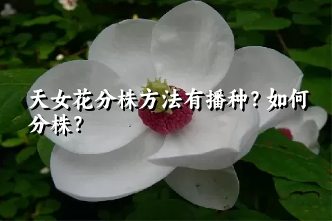 天女花分株方法有播种？如何分株？