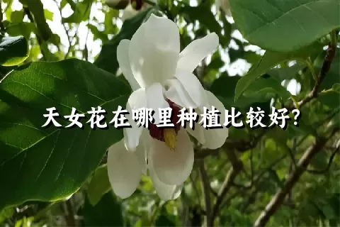 天女花在哪里种植比较好？