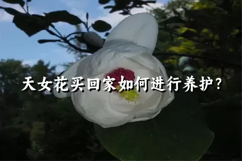 天女花买回家如何进行养护？