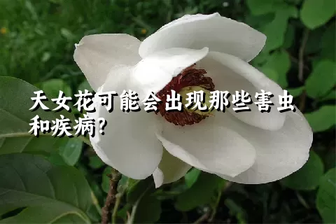 天女花可能会出现那些害虫和疾病？