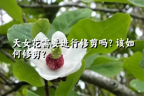 天女花需要进行修剪吗？该如何修剪？