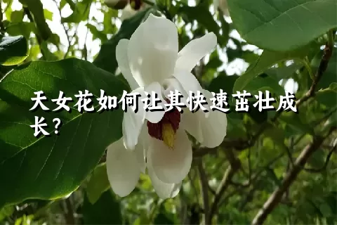 天女花如何让其快速茁壮成长？