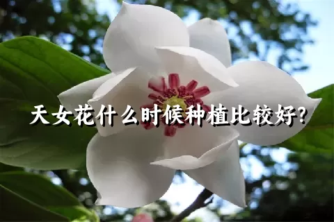 天女花什么时候种植比较好？